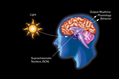 Diagram of a human head: light from the sun travels through the eyes to the suprachiasmatic nucleus in the brain, which sends out daily rhythms in physiology and behaviour