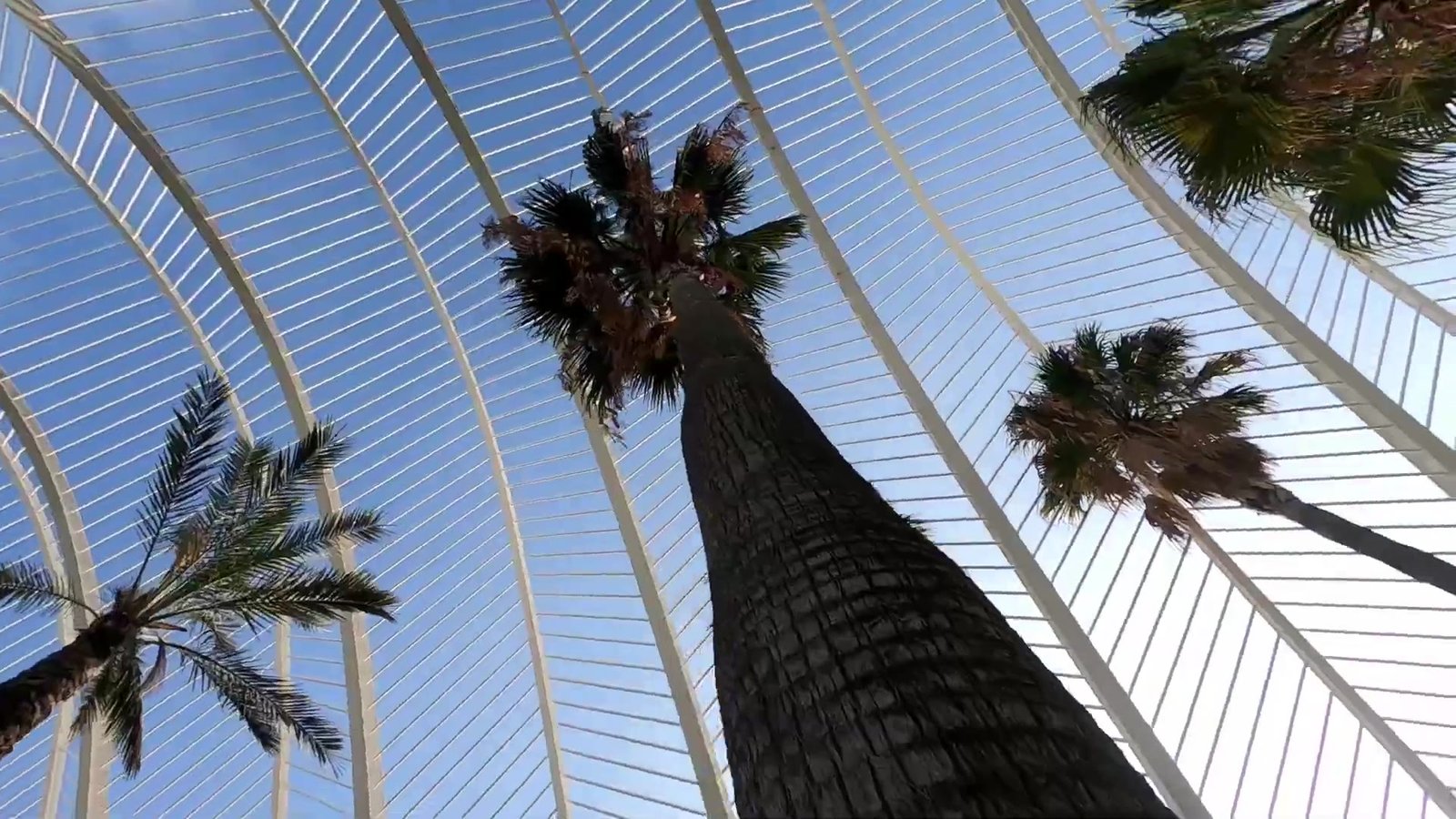 Palm trees under the white arches of the Umbracle at the City of Arts and Sciences, Valencia